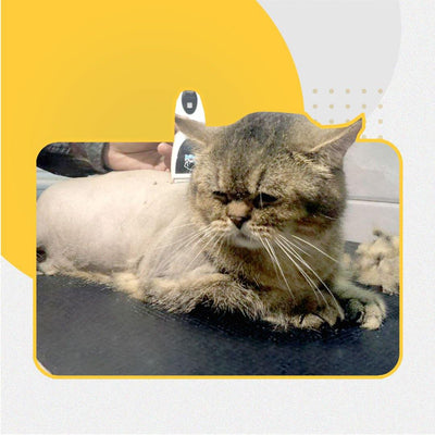 Lion Cut Package (RM135 - RM175) - Catzonia